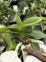 Neofinetia falcata ‘Daruma’