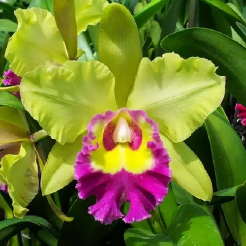 Brassolaeliocattleya Young Kong - AM / AOS 'Sunshine' (Brassolaeliocattleya)