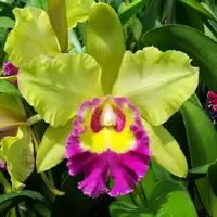 Blc. Young Kong 'Sunshine' - AM / AOS