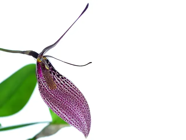 Restrepia guttulata extra big xxxxx (Restrepia)