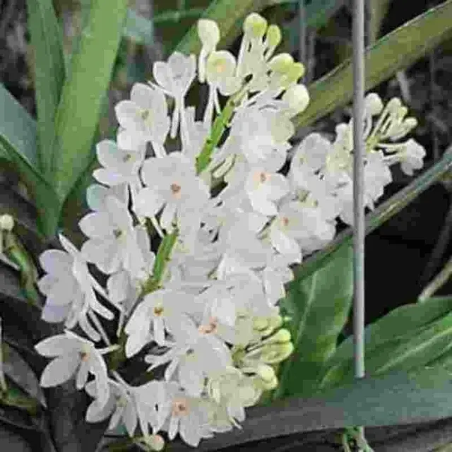 Ascocentrum ampullaceum fma alba sp (Ascocentrum)