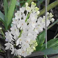Ascocentrum ampullaceum fma. alba sp.