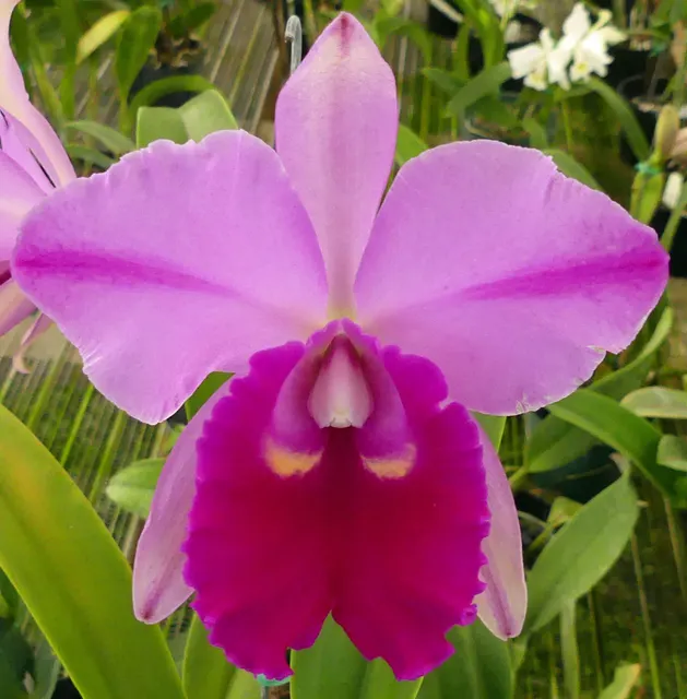Cattleya Veiled Vigor (Cattleya)