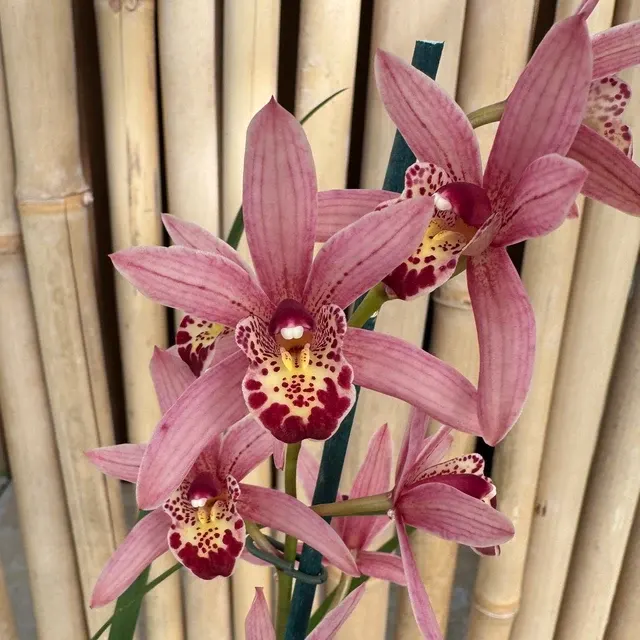 Cymbidium Miss Saigon - Buds 'Sedona'