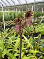 Paph. Addicted Phillip 'Kolas' x rothschildianum 'Horizontal'