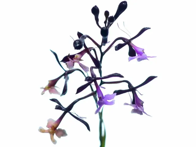 Epidendrum englerianum (Epidendrum)