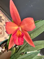 Brassocattleya Edna