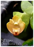 Den. leonis 'Note : Limited , Mounted . '