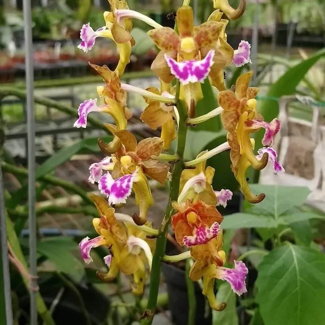 Aerides flabelleta (Aerides)