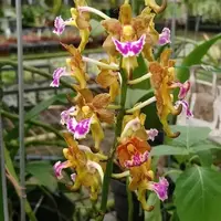 Aerides flabelleta (Fan-Like Aerides Orchid)