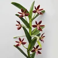 Vanda Orchid Trichoglottis Philippinensis Rare Exotic Plant