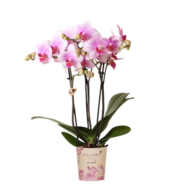 Phalaenopsis 'Rotterdam' (Phalaenopsis)