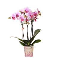 Roze orchidee ‘Rotterdam’ Ø9cm