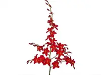 Oncidium Jimmy Moreno