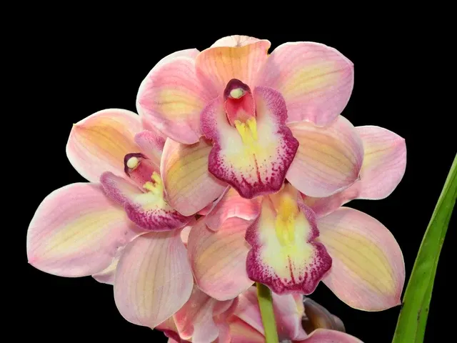 Cymbidium Christmas Joy 'Robert'