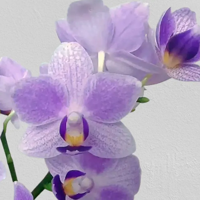 Phalaenopsis Blue Sparrow