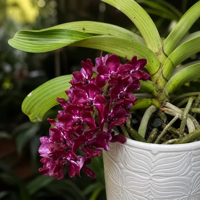 Rhynchostylis gigantea var red (Rhynchostylis)