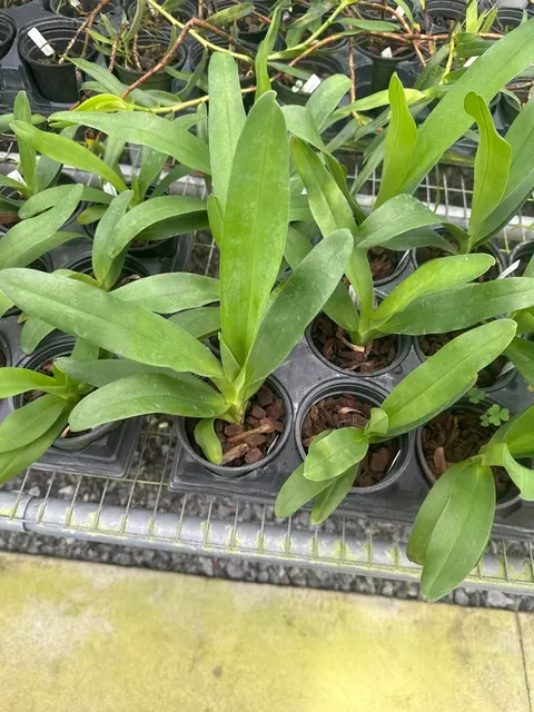 Angraecum Memoria Mark Aldridge (Angraecum)
