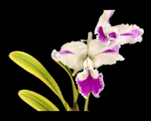 Cattleya Moscombe - ‘Variegata’