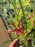 Maxillaria tenuifolia ‘Coconut Fragrance’ Orchid Plant – Coconut Scent, 4" Pot