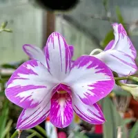 Dendrobium Enobi Splash
