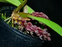 Bulbophyllum saurocephalum