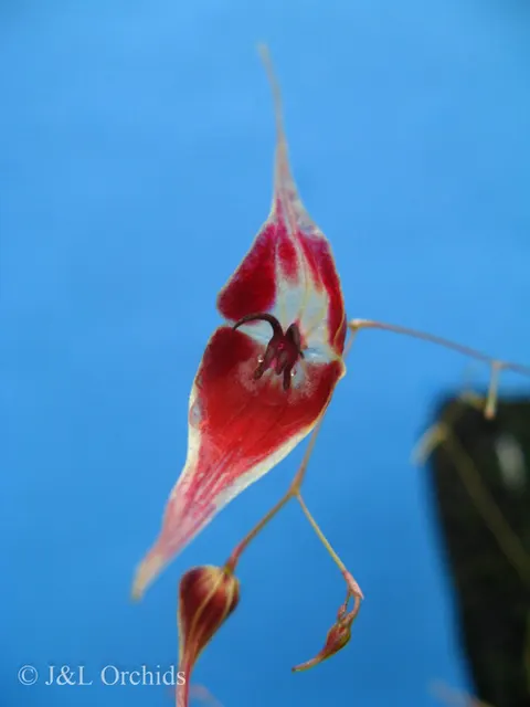 Lepanthes cloesii (Lepanthes)
