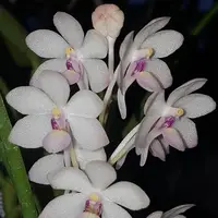 Holcoglossum ruprestre X Asco. christensonianum