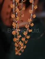 Aerangis hildebrandtii — Blooming size in pot $30