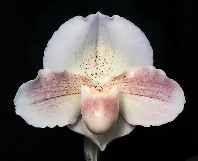 Paphiopedilum Incan Treasure