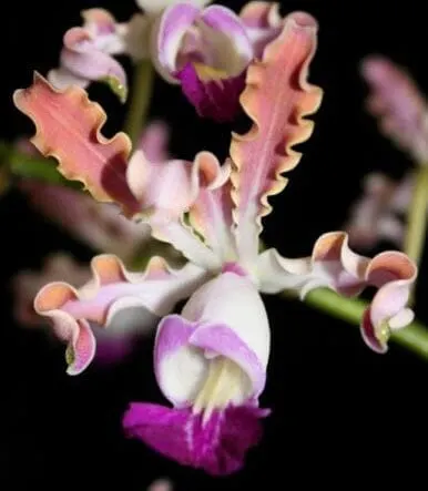 Cattleya Myrmecophila Thomsoniana Var. ‘Pink'