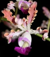 Cattleya Myrmecophila thomsoniana var. ‘Pink'