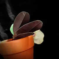 Paphiopedilum leucochilum
