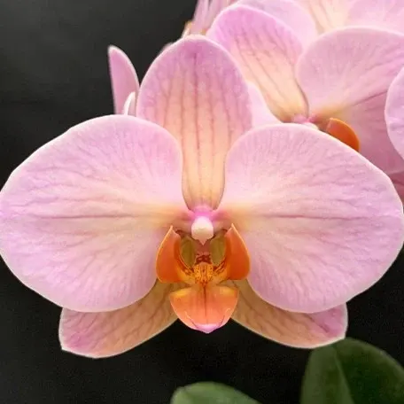 Phalaenopsis Charming Marshmallow (Phalaenopsis)