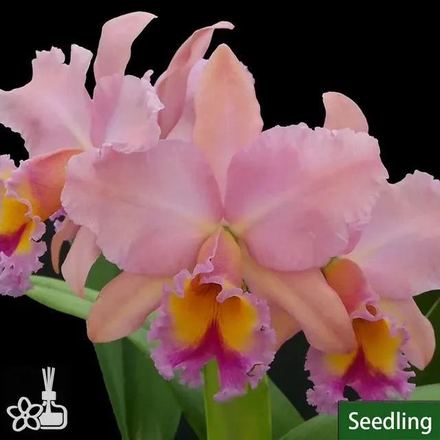 Rhyncholaeliocattleya Gorge King 'Serendibity'