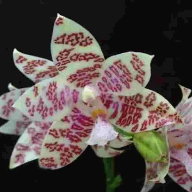 Phalaenopsis hieroglyphica sp (Phalaenopsis)