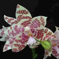 Phalaenopsis hieroglyphica sp.