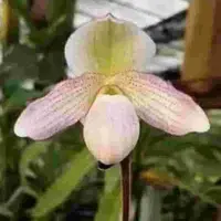 Paph. Pinocchio X Thaianum