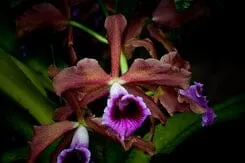 Cattleya tenebrosa (Cattleya)