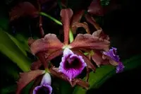 Cattleya tenebrosa var. tipo