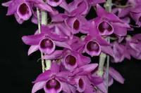Den. Hsinying Nestor Sweet ( Nestor x Neifert's Sweet Leilani ) (DH92) (Hybrid)