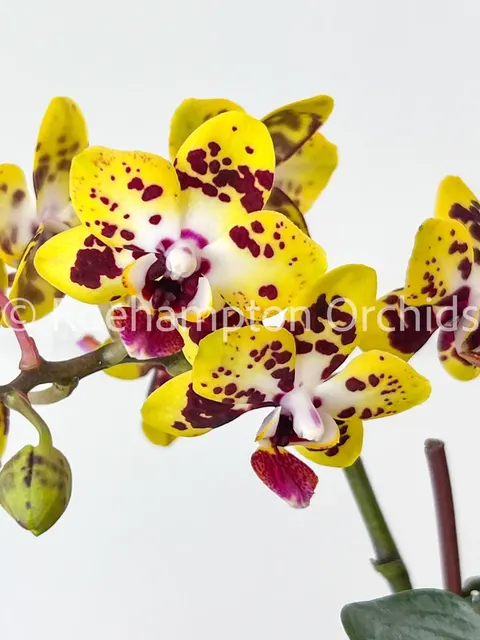 Phalaenopsis Charming Cafecat '1365' (Phalaenopsis)