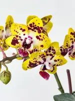 Phal. Charming Cafecat '1365' — Blooming size