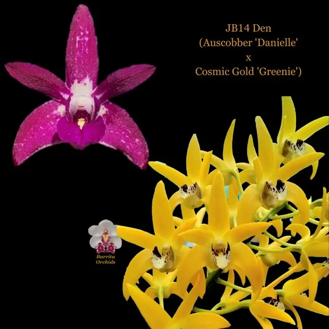Dendrobium Auscobber 'Danielle' x Cosmic Gold 'Greenie' (Dendrobium)