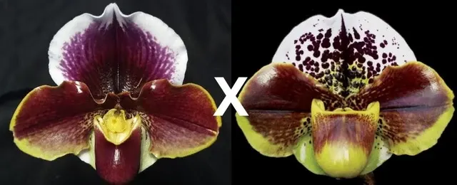 Paphiopedilum Wend Valley X Eternal Kingdom AM/AOS 'Valentine' (Paphiopedilum)