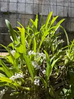 Bryobium hyacinthoides — Not Currently In Bloom or Spike