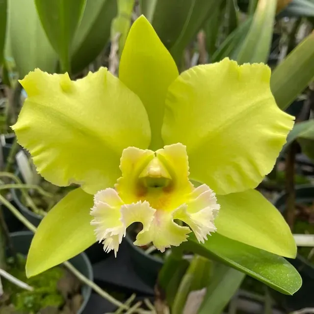 Brassolaeliocattleya Dewy Forest 'Kudos'