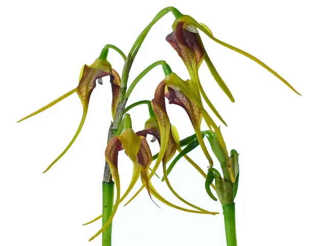 Masdevallia medusa (Masdevallia)