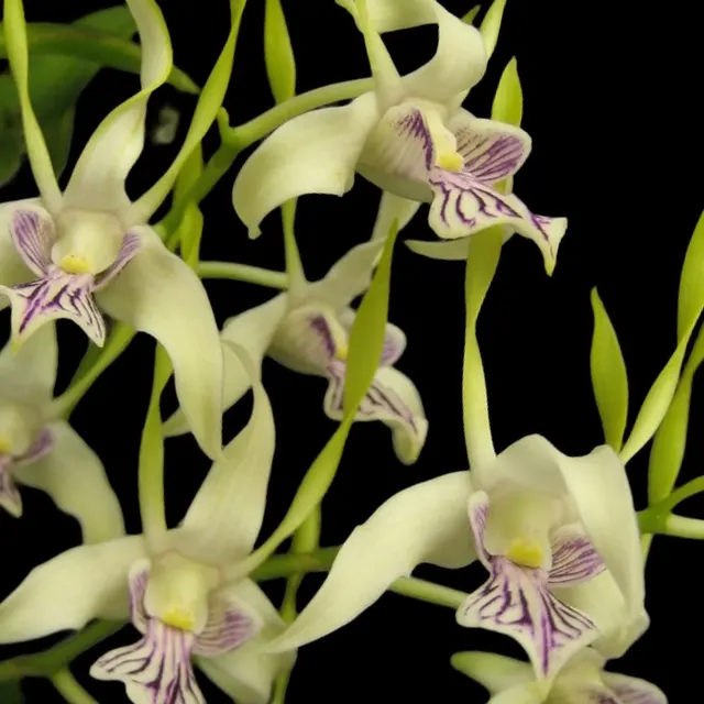 Dendrobium Samarai