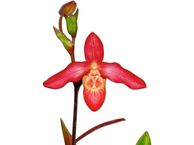 Phragmipedium Memoria Dick Clements (Phragmipedium)